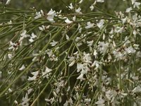 Retama monosperma 15, Saxifraga-Jan van der Straaten