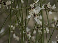 Retama monosperma 2, Saxifraga-Willem van Kruijsbergen