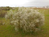 Retama monosperma 22, Saxifraga-Ed Stikvoort