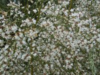 Retama monosperma 24, Saxifraga-Ed Stikvoort