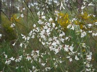 Retama monosperma 25, Saxifraga-Ed Stikvoort