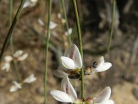 Retama monosperma 29, Saxifraga-Rutger Barendse