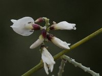 Retama monosperma 4, Saxifraga-Willem van Kruijsbergen