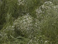 Retama monosperma 6, Saxifraga-Willem van Kruijsbergen