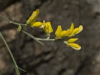 Retama sphaerocarpa 13, Saxifraga-Willem van Kruijsbergen