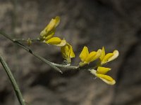 Retama sphaerocarpa 15, Saxifraga-Willem van Kruijsbergen