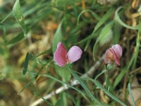 Retama sphaerocarpa 16, Saxifraga-Jan van der Straaten