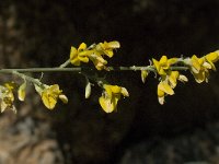 Retama sphaerocarpa 4, Saxifraga-Jan van der Straaten