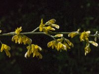 Retama sphaerocarpa 9, Saxifraga-Jan van der Straaten