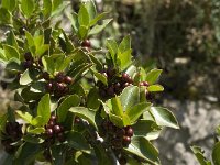 Rhamnus alaternus 11, Wegedoorn, Saxifraga-Jan van der Straaten