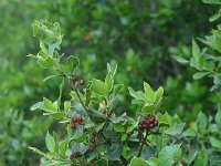 Rhamnus alaternus 16, Wegedoorn, Saxifraga-Dirk Hilbers