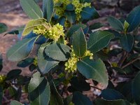 Rhamnus alaternus 18, Wegedoorn, Saxifraga-Ed Stikvoort