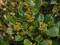 Rhamnus alaternus 19, Wegedoorn, Saxifraga-Ed Stikvoort