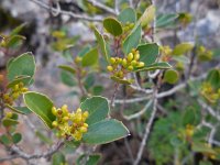 Rhamnus alaternus 20, Wegedoorn, Saxifraga-Ed Stikvoort