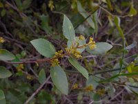 Rhamnus alaternus 21, Wegedoorn, Saxifraga-Ed Stikvoort