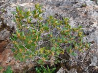 Rhamnus alaternus 23, Wegedoorn, Saxifraga-Ed Stikvoort