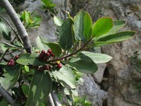 Rhamnus alaternus 4, Wegedoorn, Saxifraga-Rutger Barends