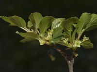 Rhamnus alpina ssp alpina 4, Saxifraga-Marijke Verhagen