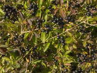 Rhamnus cathartica 11, Wegedoorn, Saxifraga-Jan van der Straaten