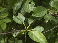 Rhamnus cathartica 14, Wegedoorn, Saxifraga-Jan van der Straaten