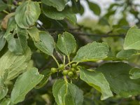 Rhamnus cathartica 15, Wegedoorn, Saxifraga-Jan van der Straaten