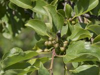 Rhamnus cathartica 17, Wegedoorn, Saxifraga-Willem van Kruijsbergen