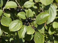 Rhamnus cathartica 4, Wegedoorn, Saxifraga-Jan van der Straaten