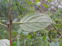 Rhamnus cathartica 7, Wegedoorn, Saxifraga-Rutger Barendse