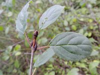 Rhamnus cathartica 8, Wegedoorn, Saxifraga-Rutger Barendse