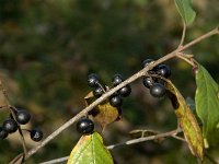 Rhamnus frangula 10, Sporkehout, Saxifraga-Jan van der Straaten