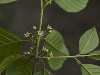 Rhamnus frangula 14, Sporkehout, Saxifraga-Jan van der Straaten