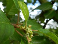 Rhamnus frangula 16, Sporkehout, Saxifraga-Rutger Barendse