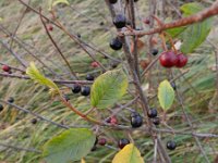 Rhamnus frangula 18, Sporkehout, Saxifraga-Rutger Barendse