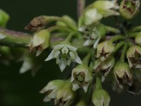 Rhamnus frangula 26, Sporkehout, Saxifraga-Rutger Barendse