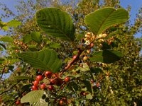 Rhamnus frangula 27, Sporkehout, Saxifraga-Ed Stikvoort