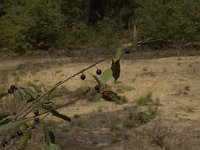 Rhamnus frangula 3, Sporkehout, Saxifraga-Marijke Verhagen