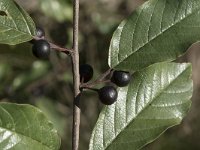 Rhamnus frangula 36, Sporkehout, Saxifraga-Willem van Kruijsbergen