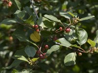 Rhamnus frangula 37, Sporkehout, Saxifraga-Willem van Kruijsbergen