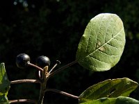 Rhamnus frangula 5, Sporkehout, Saxifraga-Jan van der Straaten