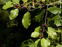 Rhamnus frangula 8, Sporkehout, Saxifraga-Jan van der Straaten