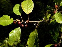 Rhamnus frangula 9, Sporkehout, Saxifraga-Jan van der Straaten