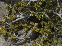 Rhamnus myrtifolia 2, Saxifraga-Willem van Kruijsbergen