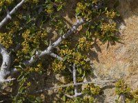 Rhamnus myrtifolia 3, Saxifraga-Willem van Kruijsbergen