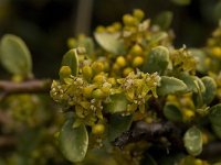 Rhamnus myrtifolia 6, Saxifraga-Willem van Kruijsbergen