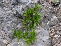 Rhamnus pumila 12, Saxifraga-Harry Jans