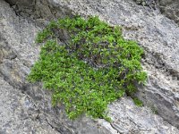 Rhamnus pumila 13, Saxifraga-Harry Jans