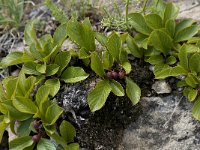 Rhamnus pumila 4, Saxifraga-Willem van Kruijsbergen