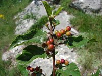 Rhamnus rupestris 2, Saxifraga-Jasenka Topic