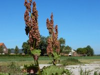 Rheum x rhabarbarum 3, Tuinrabarber, Saxifraga-Ed Stikvoort