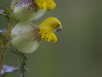 Rhinanthus angustifolius 15, Grote ratelaar, Saxifraga-Luc Hoogenstein : Fryslan, Friesland, Wadden Sea, Frysia, nature, natuur, Wadden, Waddenzee